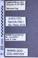 Etiketten zu Agriotes lapicida (Faldermann, 1835) (NHMW-ZOO-COL-0007228)